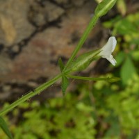 Canscora alata (Roth) Wall.